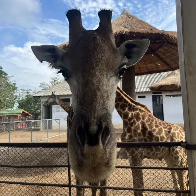 ไปหายีราฟที่บึงฉวาก 🐆🐘🦒🦓🦛🦏🐏🐪