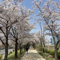 숨은 서울 벚꽃명소 안양천🌸