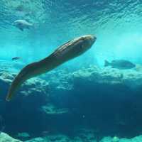 美麗海水族館🔱🔱沖繩最大最受歡迎👏🏻水族館😍海天一色