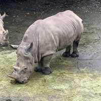 Unleash your “Wild Beast” in the Taipei Zoo.