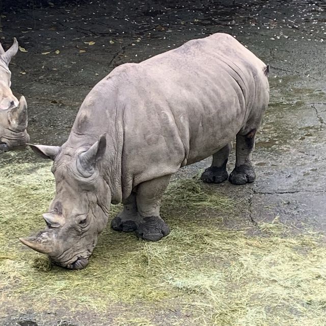 Unleash your “Wild Beast” in the Taipei Zoo.