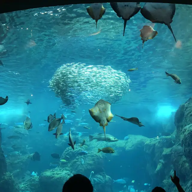 ［江ノ島］新江ノ島水族館