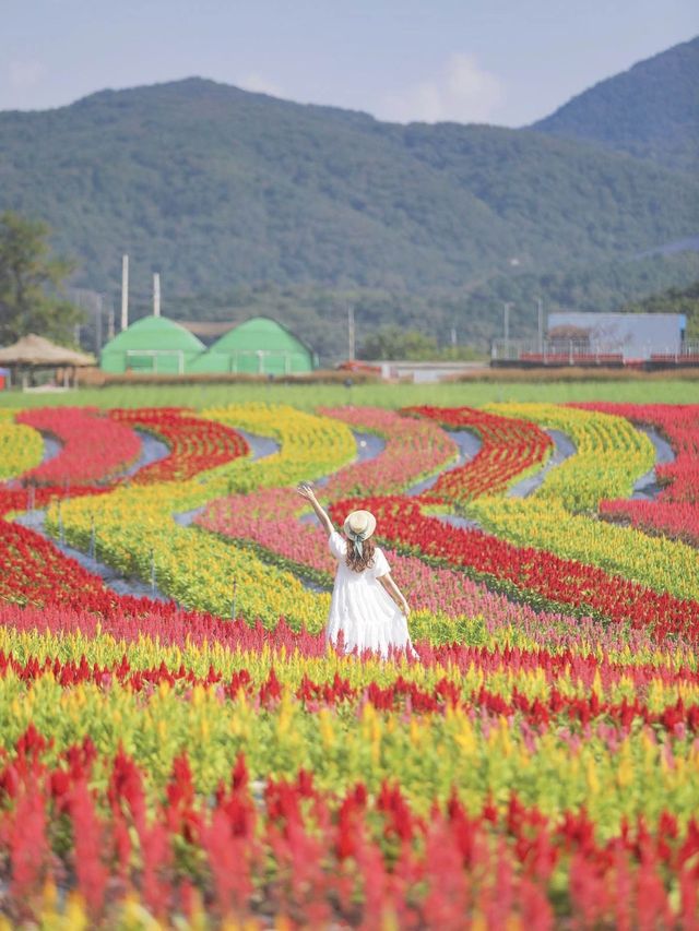 꽃길을 걸어요🌸강원도 철원 고석정 꽃밭 