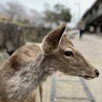 桜映える🌸春の奈良公園と若草山を楽しもう！