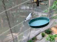 Edward Youde Aviary. 