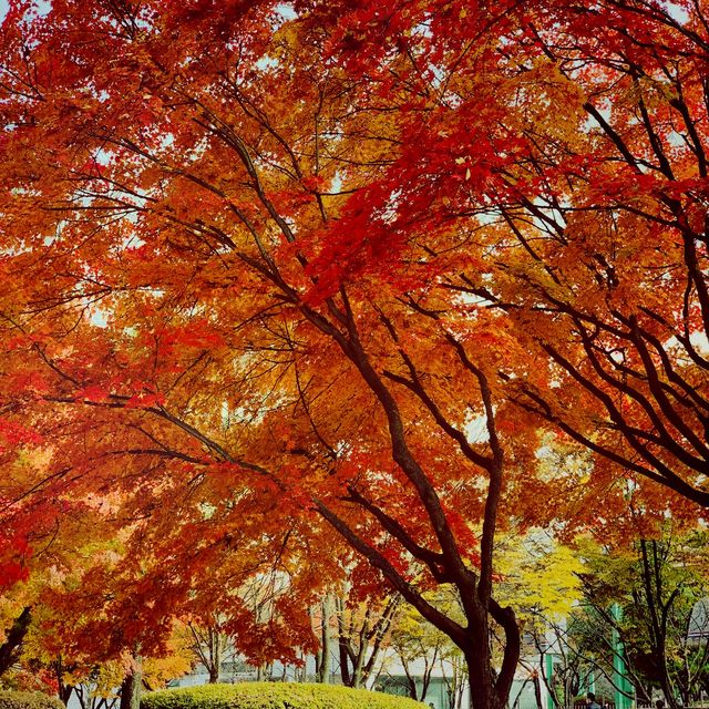 so nice in korea autum