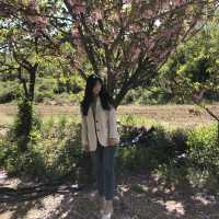 팝콘벚꽃이라 불리우는 겹벚꽃보러 “문수사”로 가보세요🌸