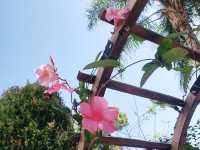 城門谷賞花好去處