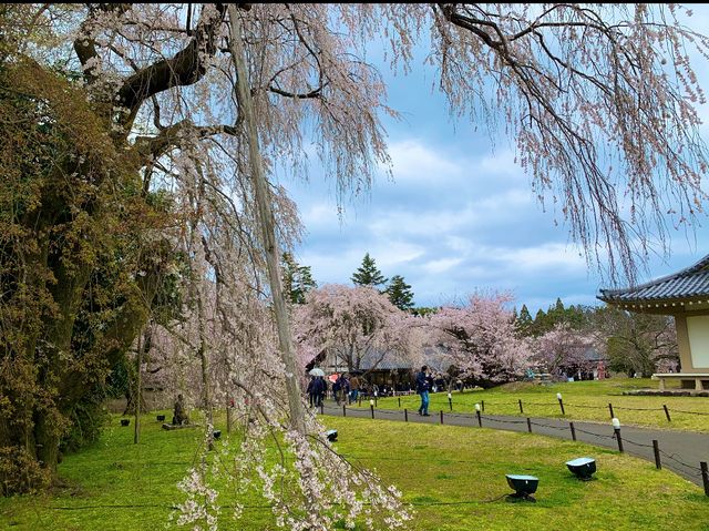 京都　SAKURA  桜めぐり❗️醍醐寺の霊宝館あたりの桜に感動❗️