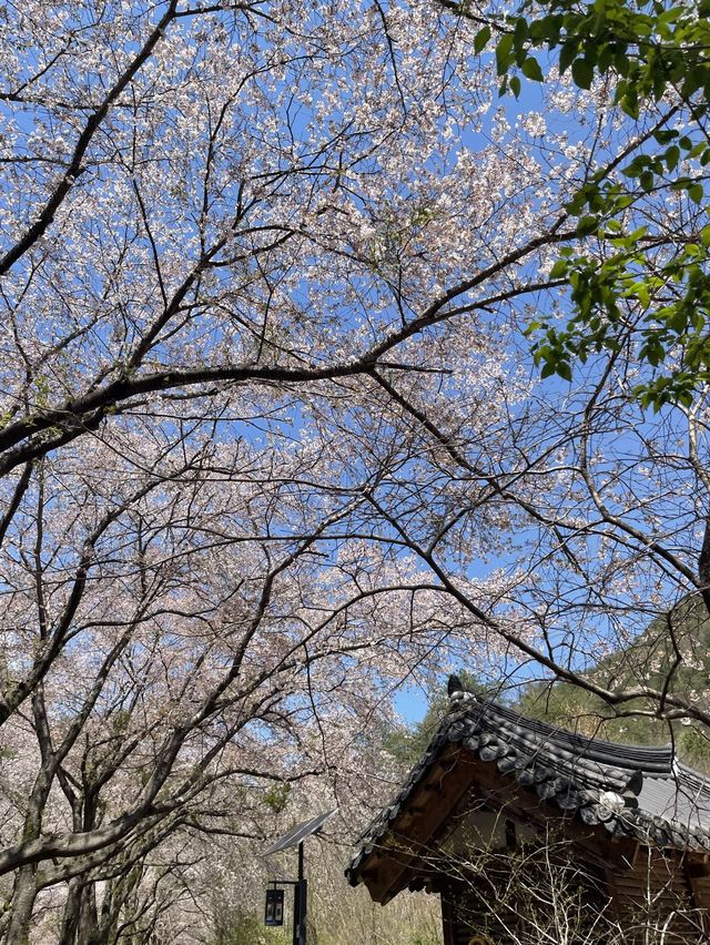 벚꽃 시기를 놓쳤다면 마이산으로🌸🍃