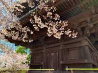 京都　京都散策旅　念願の東寺！東寺と桜のコラボに感動❗️