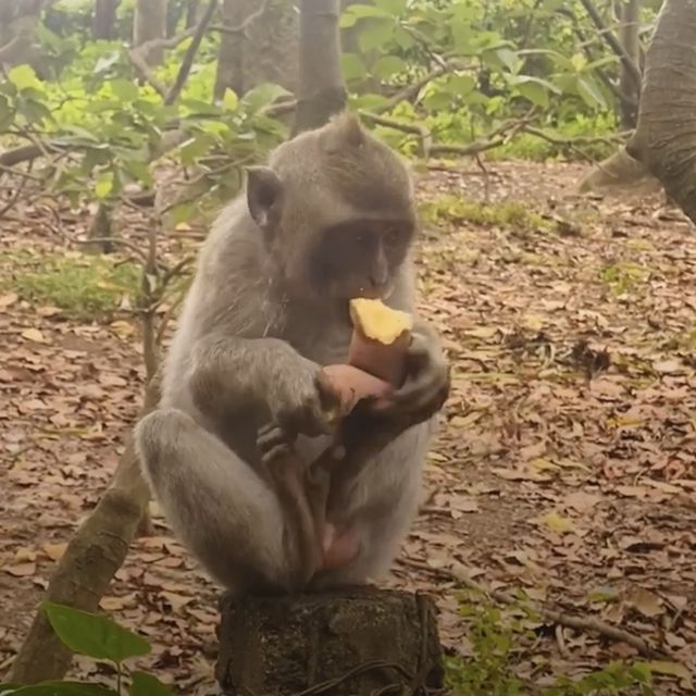 Monkey forest 