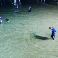 Touching wild dolphins at Moreton Island
