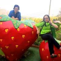 Love Strawberry Pai