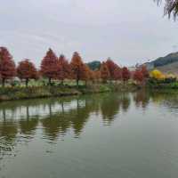 季節限定的美景-嘉義迷霧松境