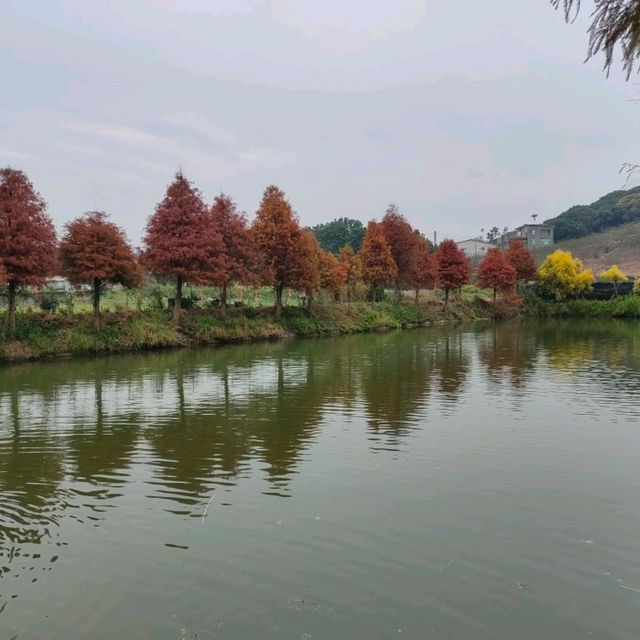 季節限定的美景-嘉義迷霧松境