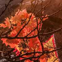 Autumn at Great Wall of China!