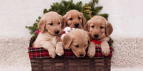 Puppy Yoga Yoga Kawa Vaughan Golden Retriever Puppies | Aloft Vaughan Mills