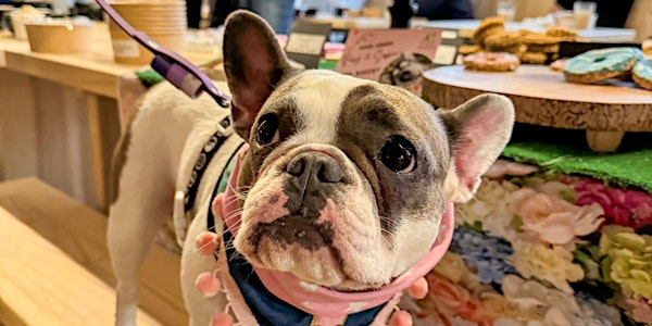 Halloween Dog Tea Party | Cambridge Street Collective
