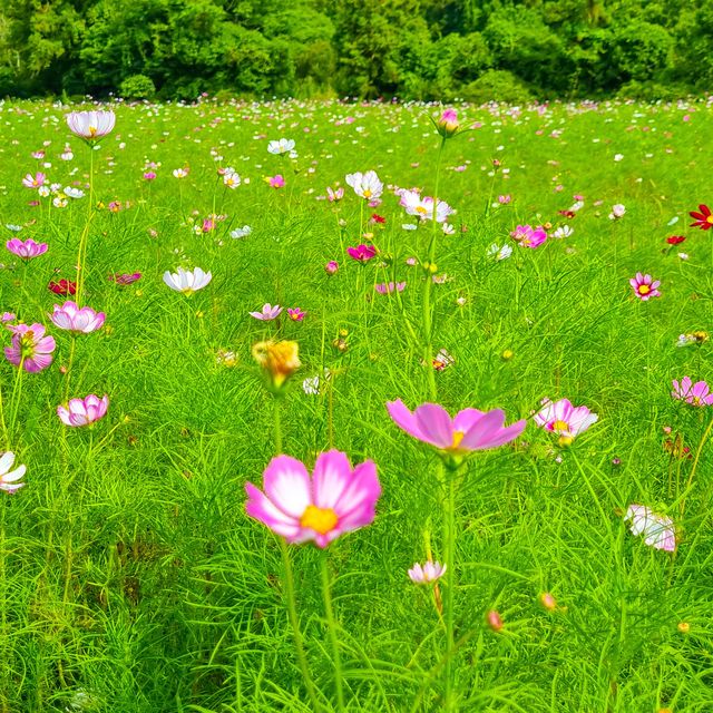 제주도 코스모스, 해바라기 촬영명소