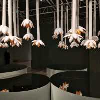 Trip to world of Illusion and reflection