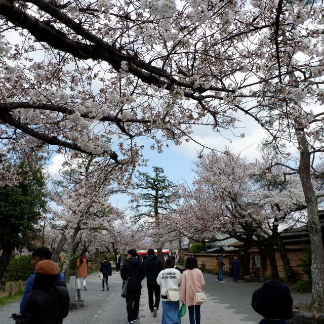 京都｜嵐山保津川櫻花