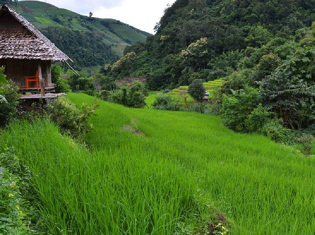ชมวิว พักผ่อน ในบรรยากาศนาข้าวเขียวขจี ชมวิว พักผ่อน ในบรรยากาศนาข้าวเขียวขจี