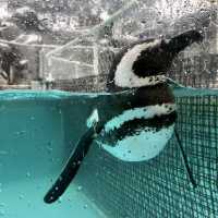 【石川】ジンベイザメにあえる「のとじま水族館」