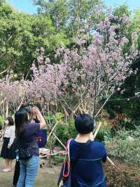 🌸城門谷公園賞櫻攻略🌸