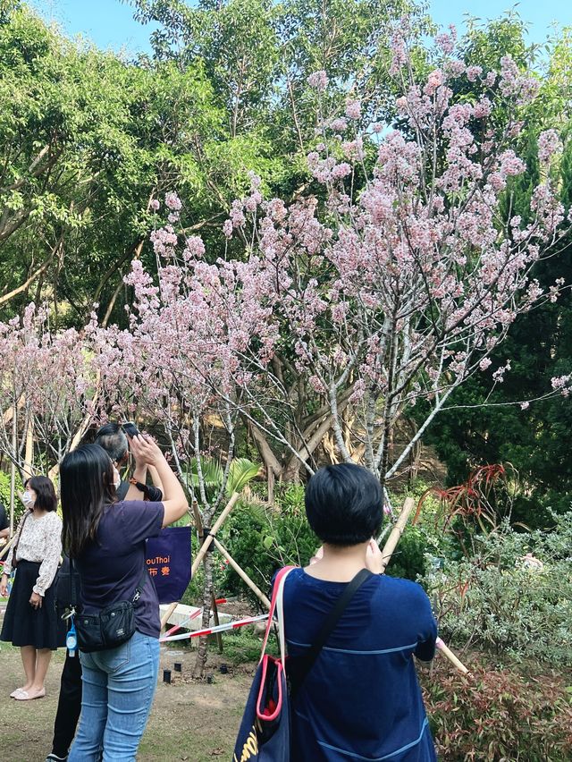 🌸城門谷公園賞櫻攻略🌸