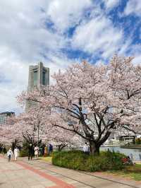 桜の名所【汽車道】
