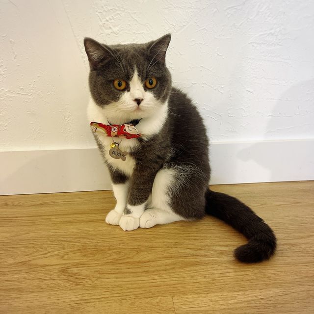 🐱 萌爆喵星人伴你渡過週末