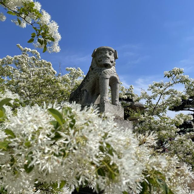 なんじゃもんじゃが満開の5月