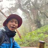 屋久島にある縄文杉は圧倒的な大きさ！😲