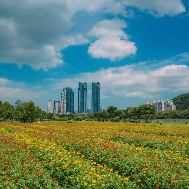 울산꽃구경은 태화강국가정원이랍니다🌻🌻