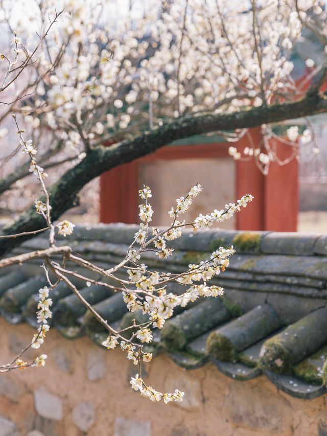 성주 매화꽃은 회연서원🌸