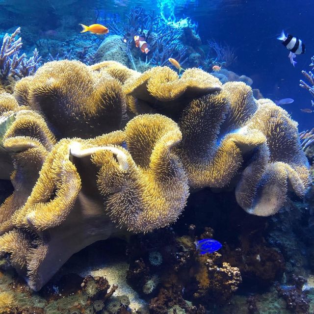 鳥羽水族館🐟🐬🐳企鵝🐧大暴走近距離接觸海洋生物