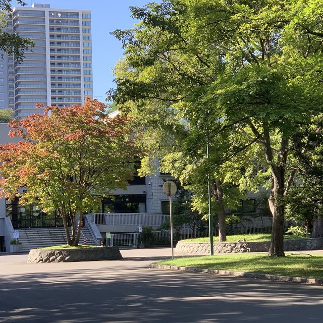 秋空オススメお散歩コース🚶北海道大学