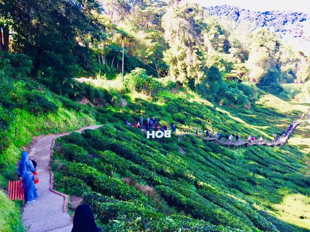 ไร่ชา BOH Tea Plantations คาเมรอนไฮแลนด์