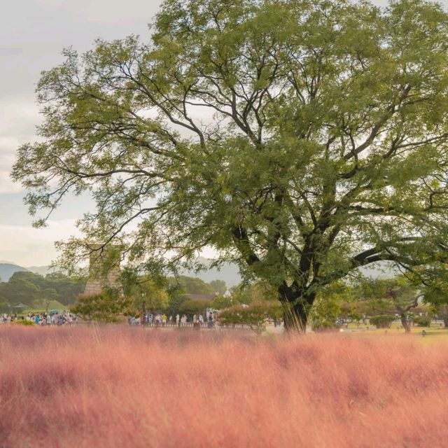 🌸핑크빛 물결이 넘실거리는 풍경과 한국의 조화 [경주, 첨성대]