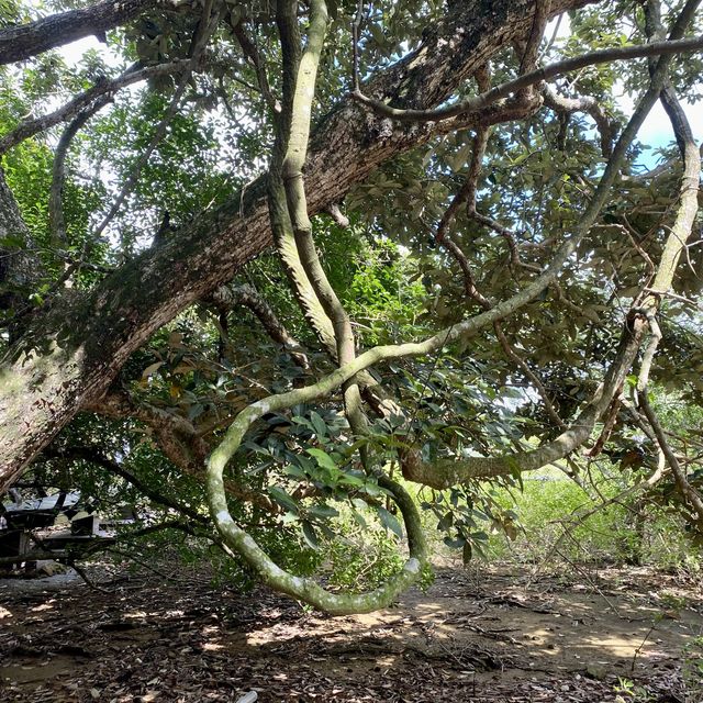 親子行山好去處👣 烏絞騰->三亞村->荔枝窩