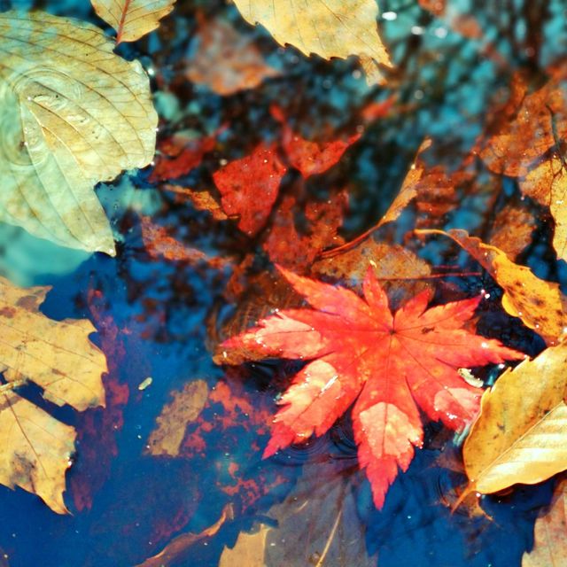 🍁 제주도 단풍구경도 여기, 절물자연휴양림