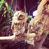【静岡県・浜松市】ぬむもりの森　フクロウcafe🦉