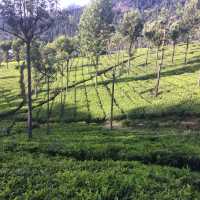 Pleasant smell of tea leaves in the air