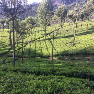 Pleasant smell of tea leaves in the air