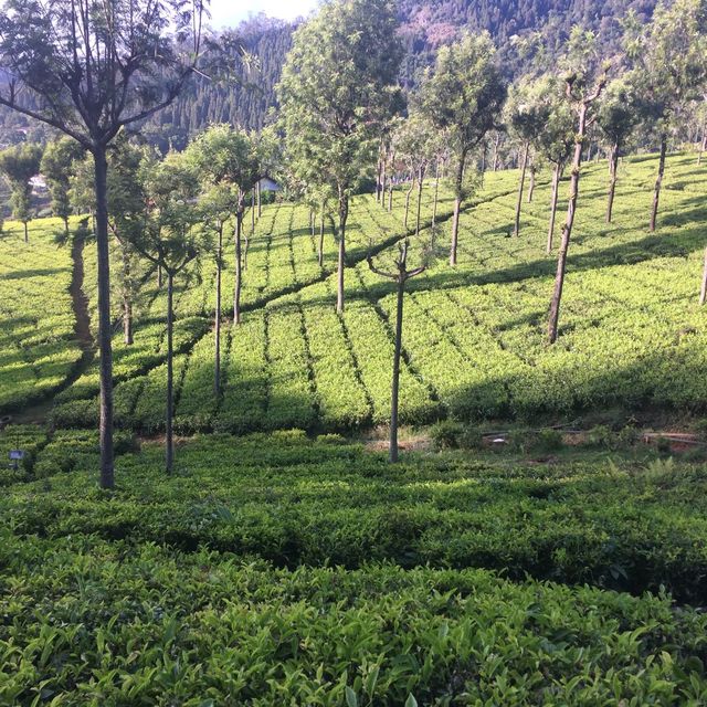 Pleasant smell of tea leaves in the air