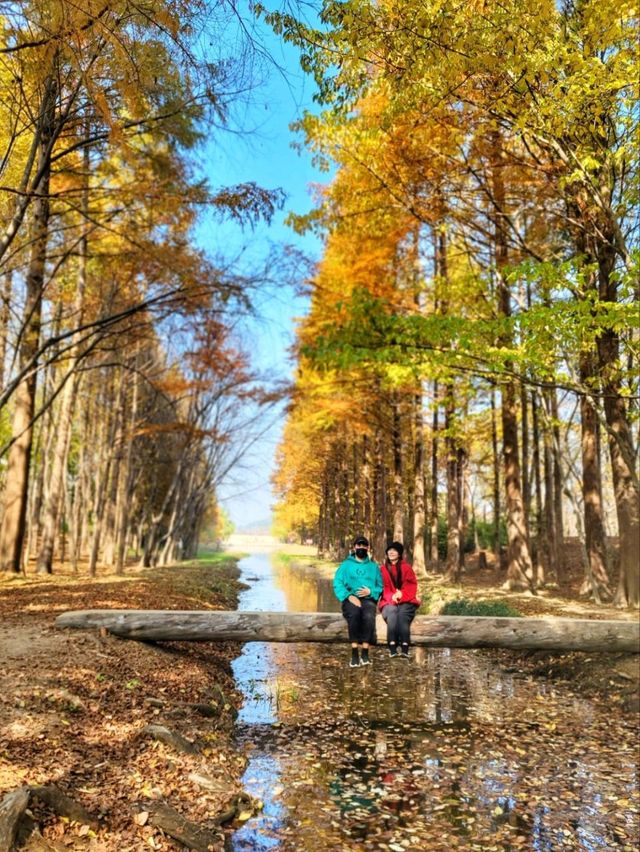 4년만에 다시 개방된 산림환경연구원🌳!!!경주 외나무다리 포토존