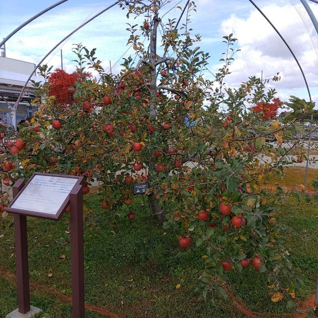 岩手県！花巻空港の紹介～秋～