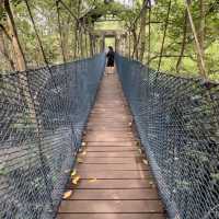 Explore the 🪵mangrove park @ Lumut 