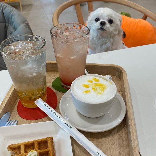 반려견 동반 카페 